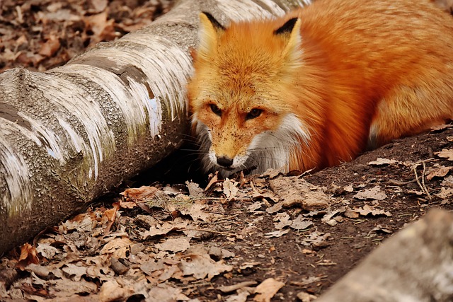 red fox