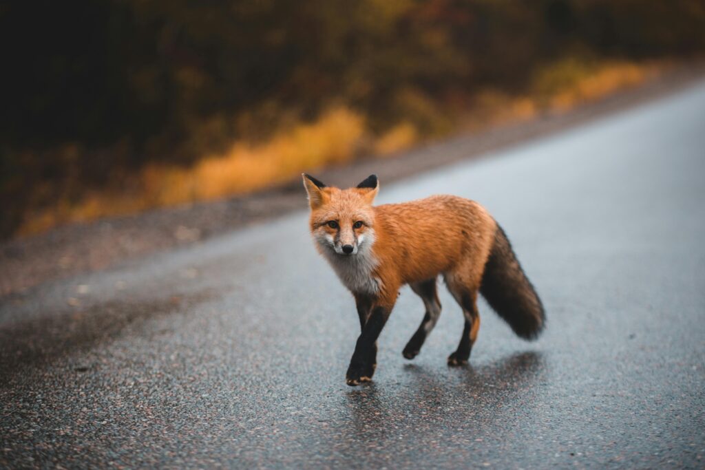 red fox lab