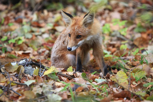 red fox lab