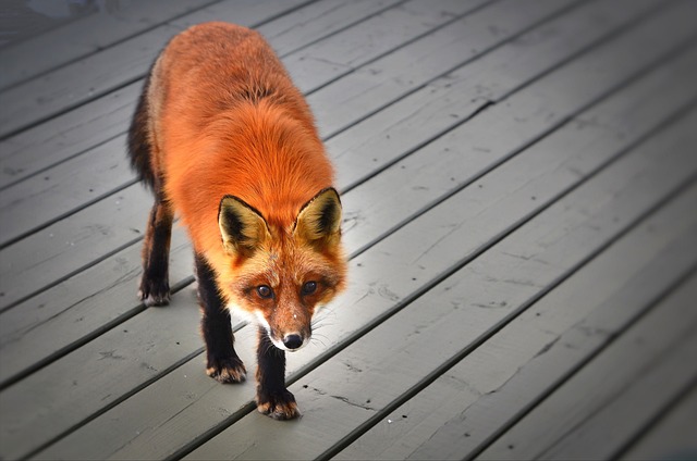 red fox lab