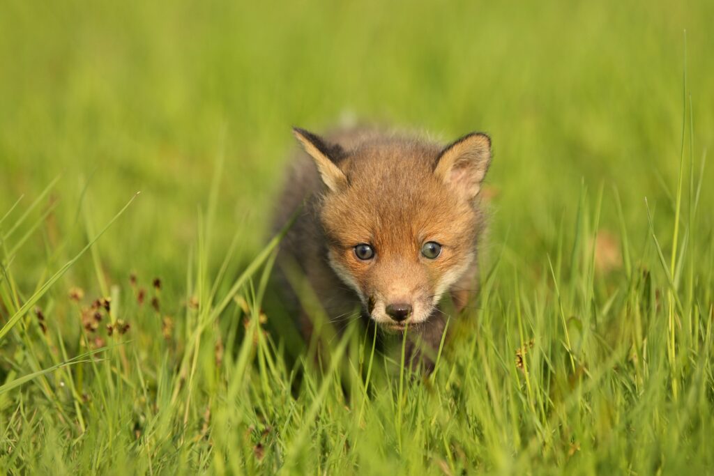 red fox