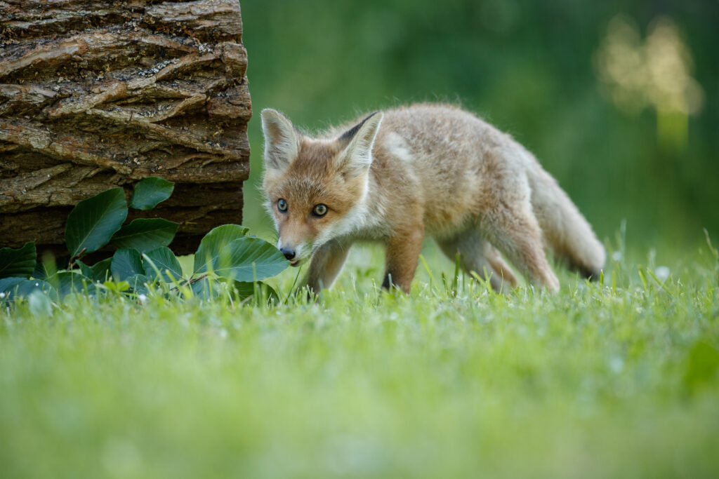 red fox