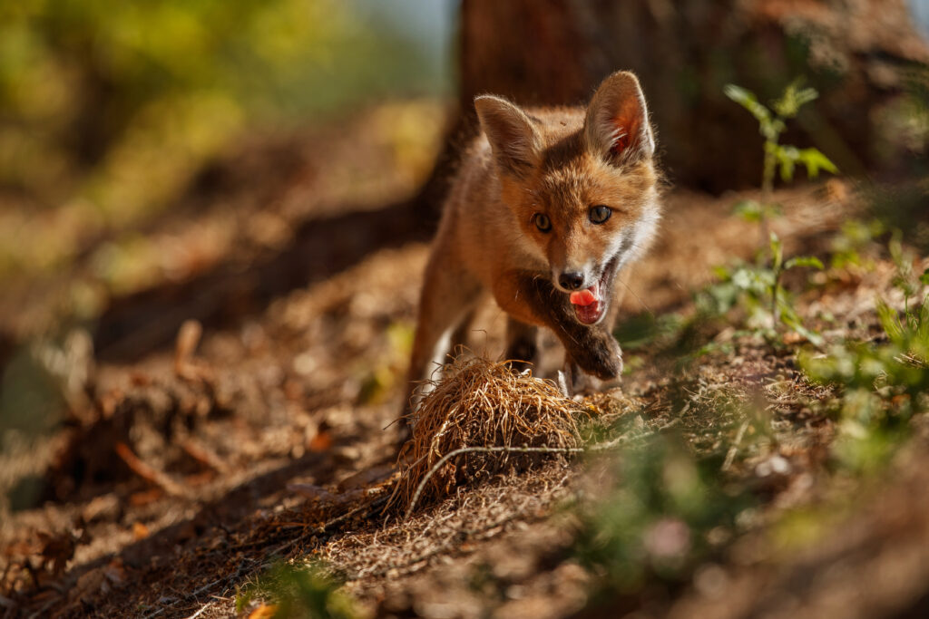 red fox lab