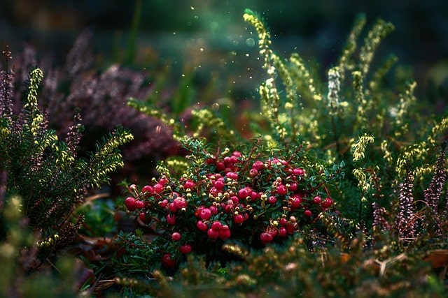 San Antonio Botanical Garden