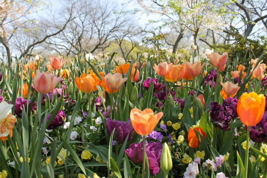 San Antonio Botanical Garden