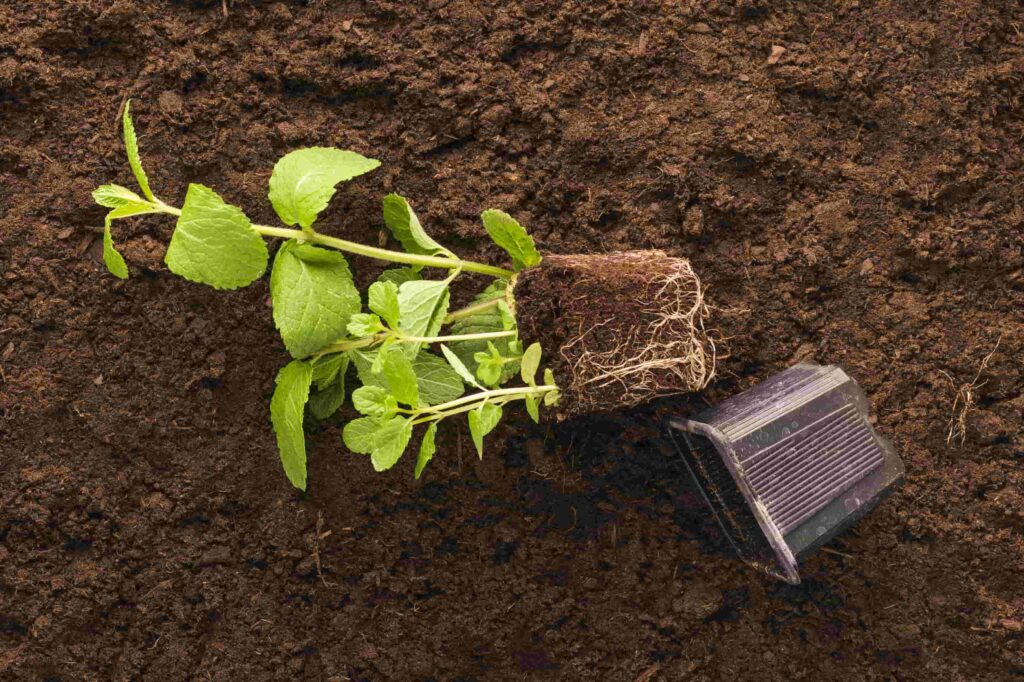 indoor vegetable garden